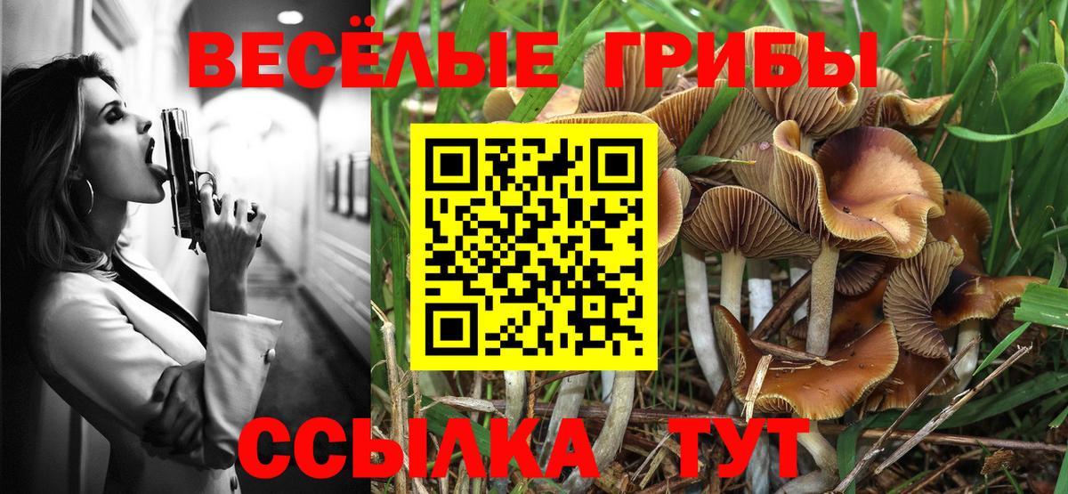 Псилоцибиновые грибы Cubensis  Галлюциногенные грибы Psilocybe  Вход с VPN  купить  сайты  Ставрополь 