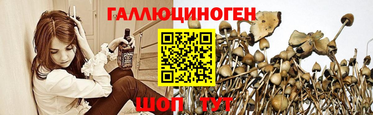 Галлюциногенные грибы Psilocybine cubensis Ставрополь